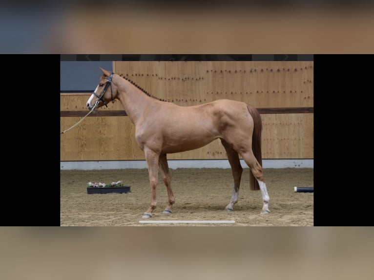 Belgian Sport Horse Mare 6 years 15,3 hh Chestnut-Red in Neerglabbeek