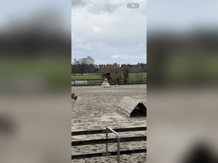 Belgian Sport Horse Mare 6 years 15,3 hh Chestnut-Red in Bad Wurzach