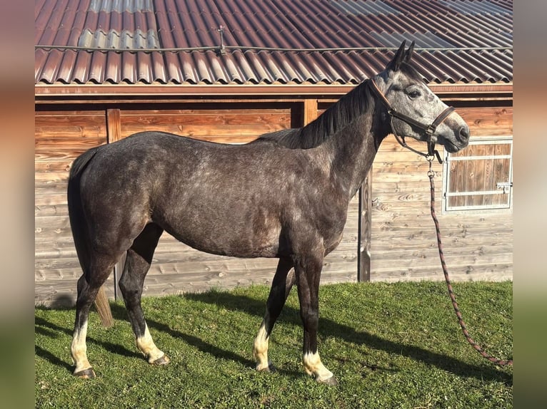 Belgian Sport Horse Mare 6 years 16 hh Grey in Chateauneuf