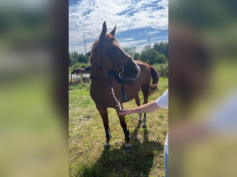 Belgian Sport Horse Mare 6 years 16 hh Sorrel in Wachtebeke