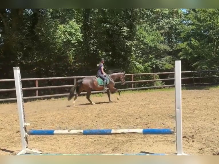 Belgian Sport Horse Mare 6 years 17 hh Bay in Bertem