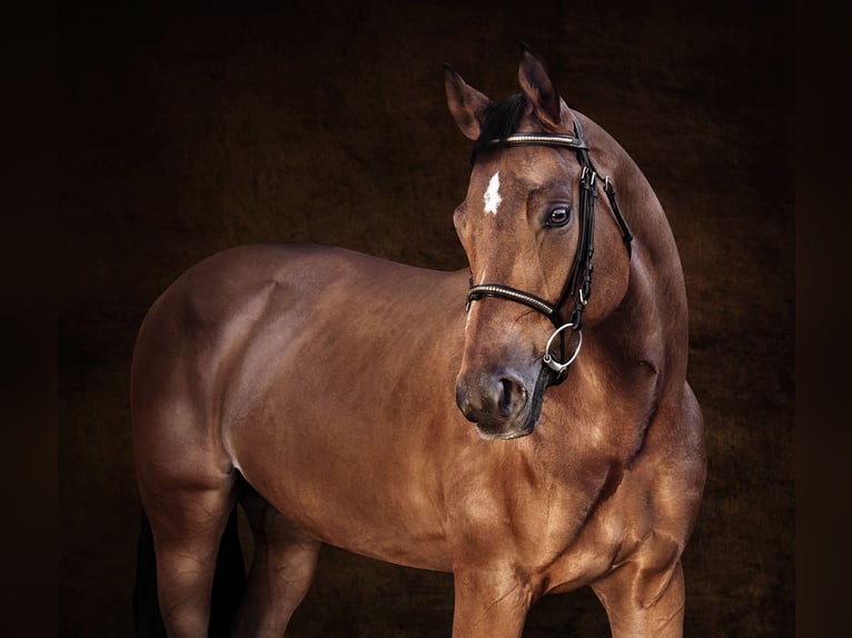 Belgian Sport Horse Mare 7 years 16,1 hh Brown in GROTE-BROGEL