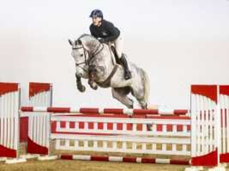 Belgian Sport Horse Mare 7 years 16,1 hh Gray in Waddinxveen