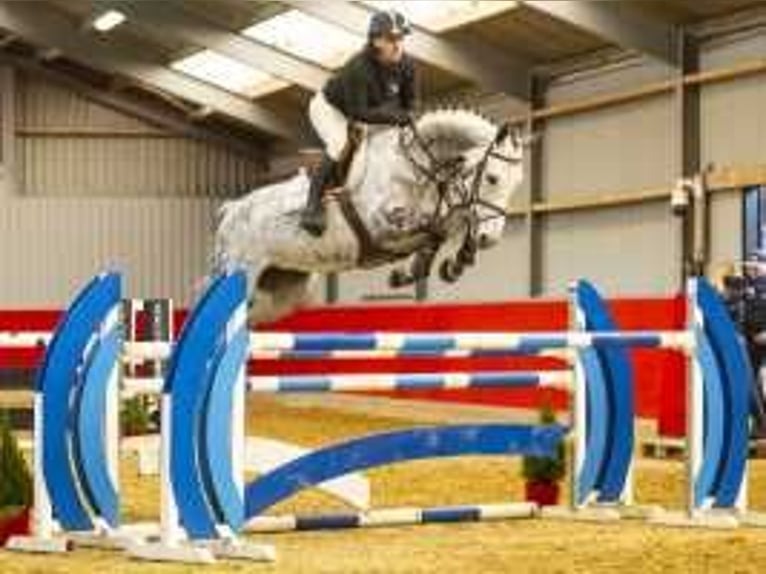 Belgian Sport Horse Mare 7 years 16,1 hh Gray in Waddinxveen