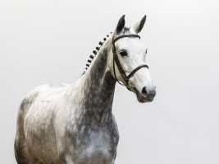 Belgian Sport Horse Mare 7 years 16,1 hh Gray in Waddinxveen