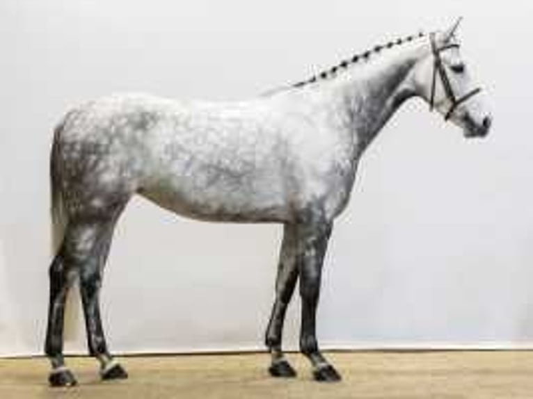 Belgian Sport Horse Mare 7 years 16,1 hh Gray in Waddinxveen