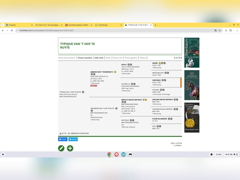 Belgian Sport Horse Mare 7 years 16,1 hh Chestnut in Belsele