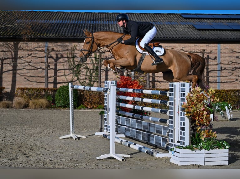 Belgian Sport Horse Mare 7 years 16,3 hh Chestnut-Red in Bladel