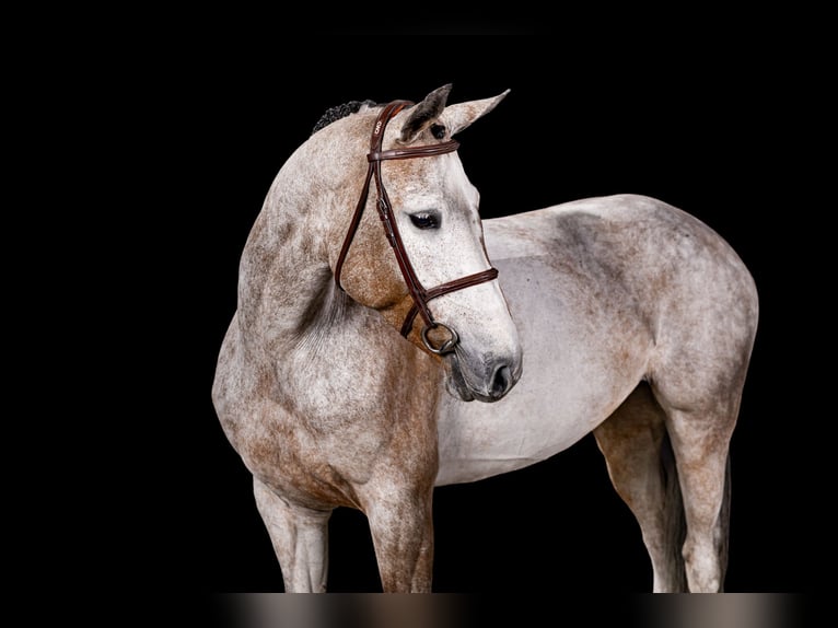 Belgian Sport Horse Mare 7 years Grey in Opglabbeek