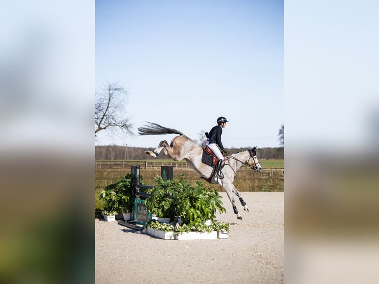 Belgian Sport Horse Mare 7 years Grey in Opglabbeek