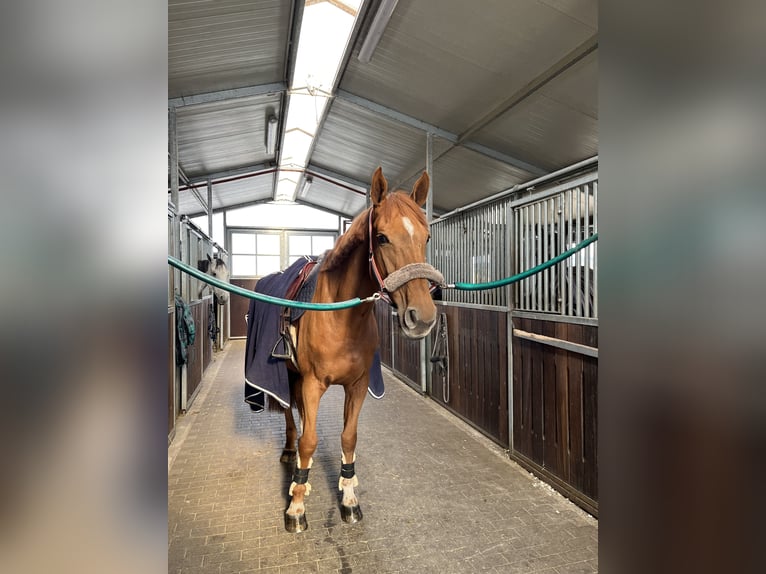 Belgian Sport Horse Mare 8 years 16,1 hh Chestnut-Red in Zeitlofs