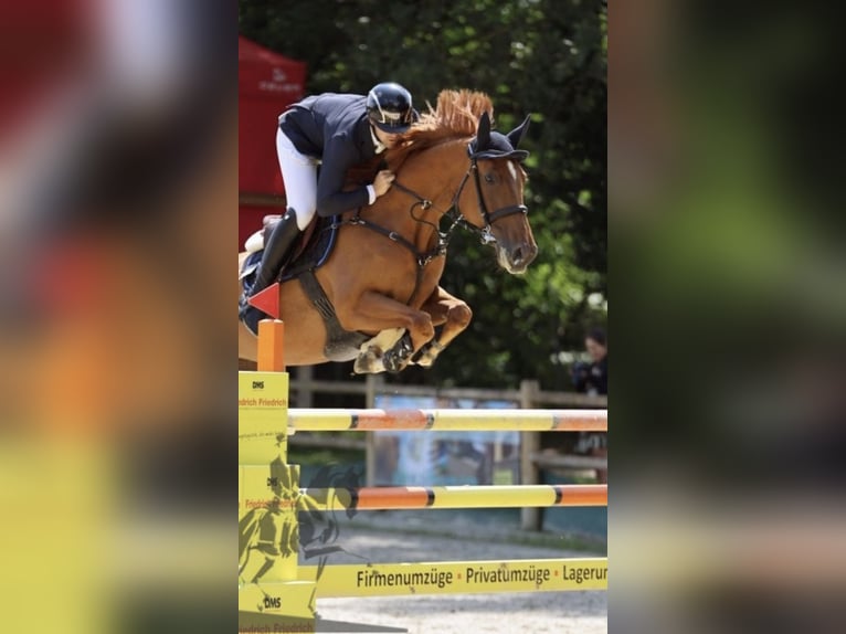 Belgian Sport Horse Mare 8 years 16,1 hh Chestnut-Red in Zeitlofs