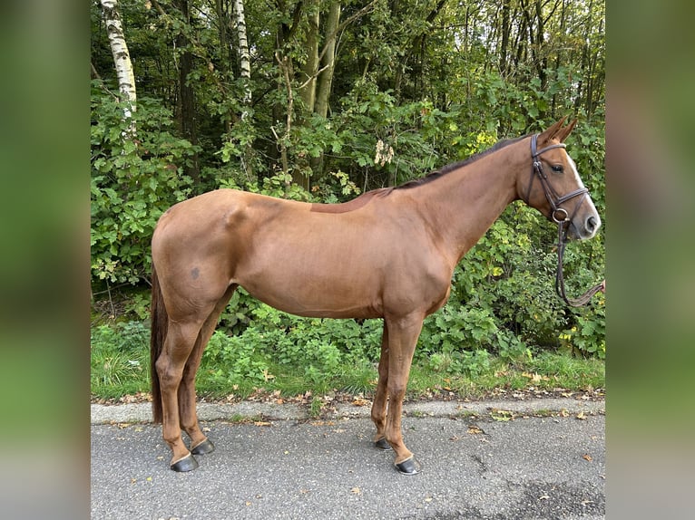 Belgian Sport Horse Mare 8 years 16 hh Chestnut-Red in Neerglabbeek