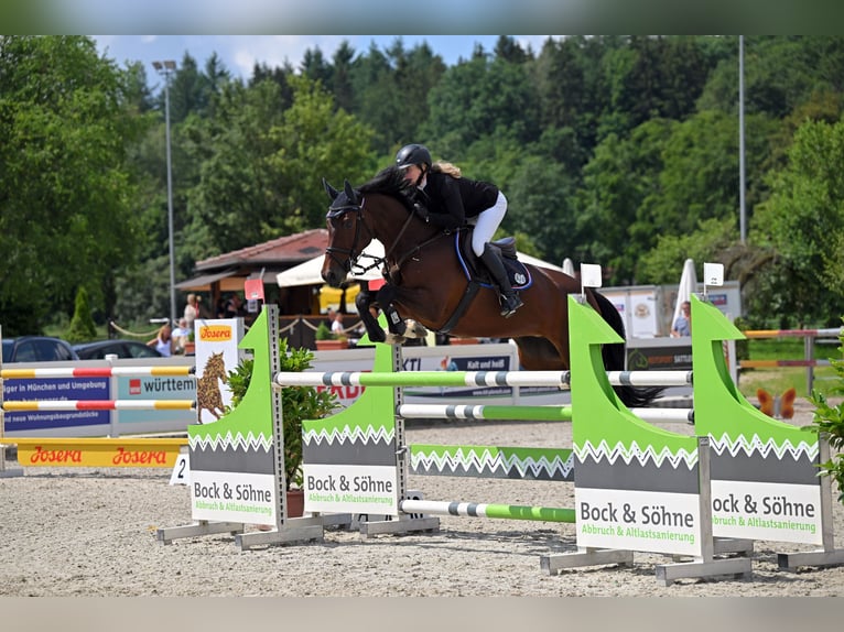 Belgian Sport Horse Mare 8 years 16,1 hh Brown in Babenhausen