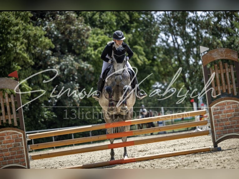 Belgian Sport Horse Mare 8 years 16,1 hh Gray in Langenselbold