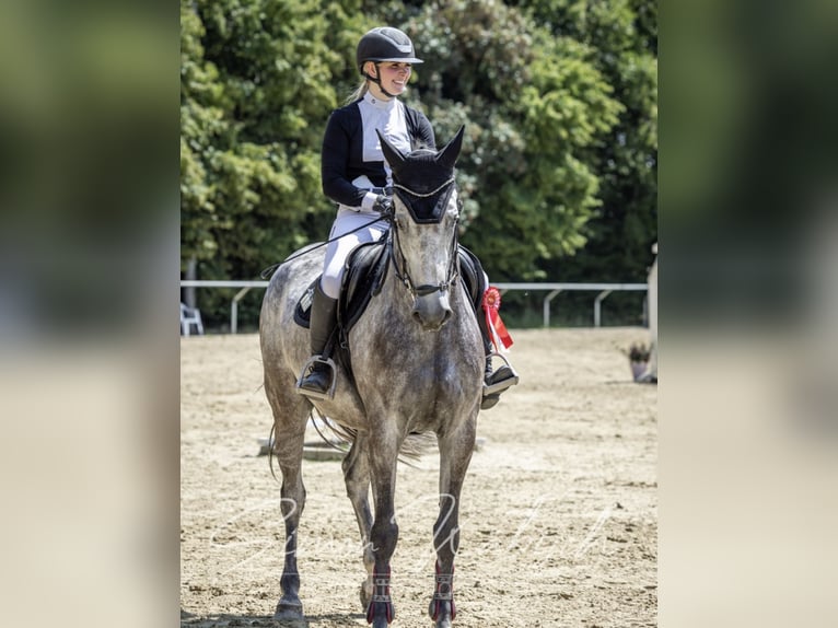 Belgian Sport Horse Mare 8 years 16,1 hh Gray in Langenselbold