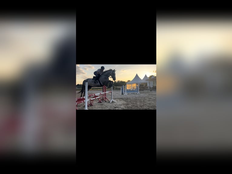 Belgian Sport Horse Mare 8 years 16,1 hh Gray in Langenselbold