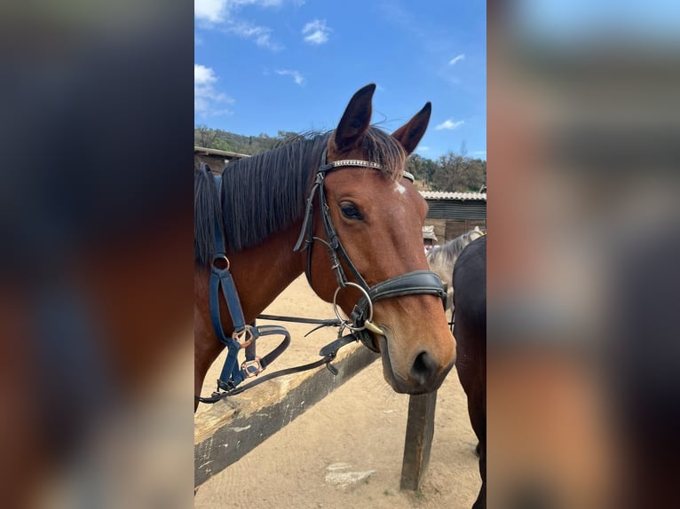 Belgian Sport Horse Mix Mare 9 years 15,2 hh Brown in Ranch eldorado