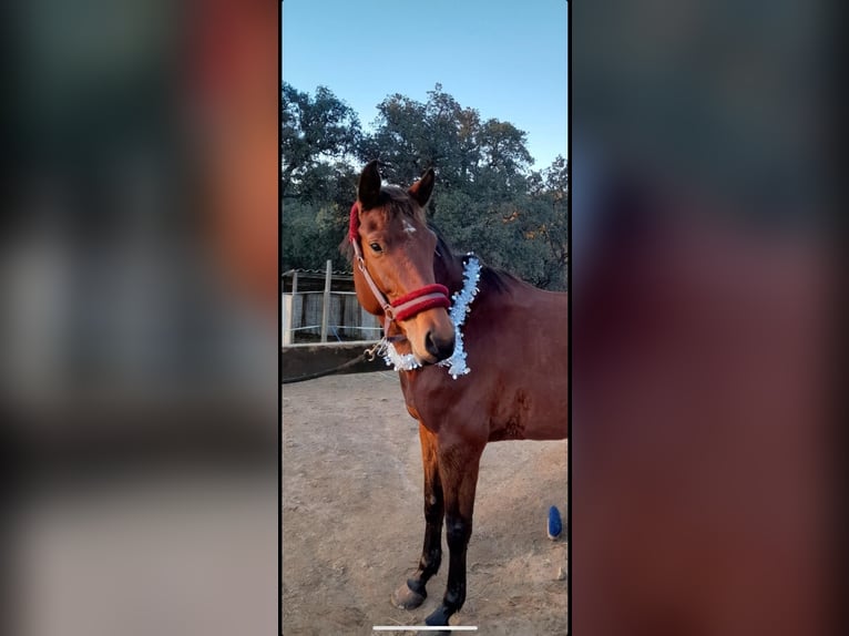 Belgian Sport Horse Mix Mare 9 years 15,2 hh Brown in Ranch eldorado