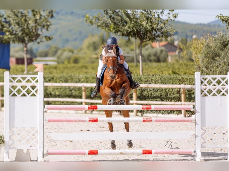 Belgian Sport Horse Mix Mare 9 years 15,2 hh Brown in Ranch eldorado