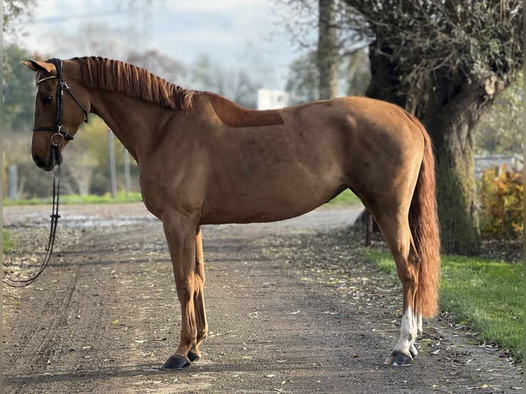 Belgian Sport Horse Mare 9 years 16,1 hh in Opoeteren