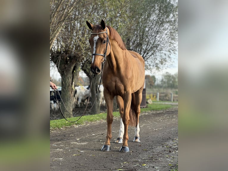 Belgian Sport Horse Mare 9 years 16,1 hh in Opoeteren