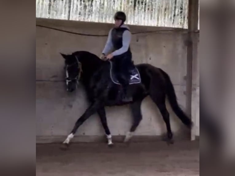 Belgian Sport Horse Mare 9 years 16 hh Black in Waasmunster