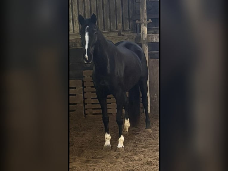 Belgian Sport Horse Mare 9 years 16 hh Black in Waasmunster