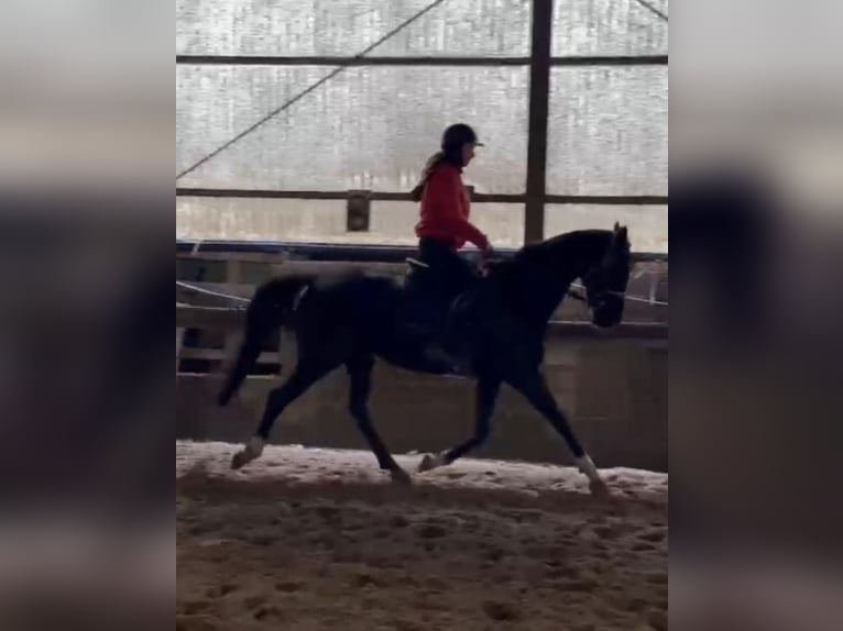 Belgian Sport Horse Mare 9 years 16 hh Black in Waasmunster