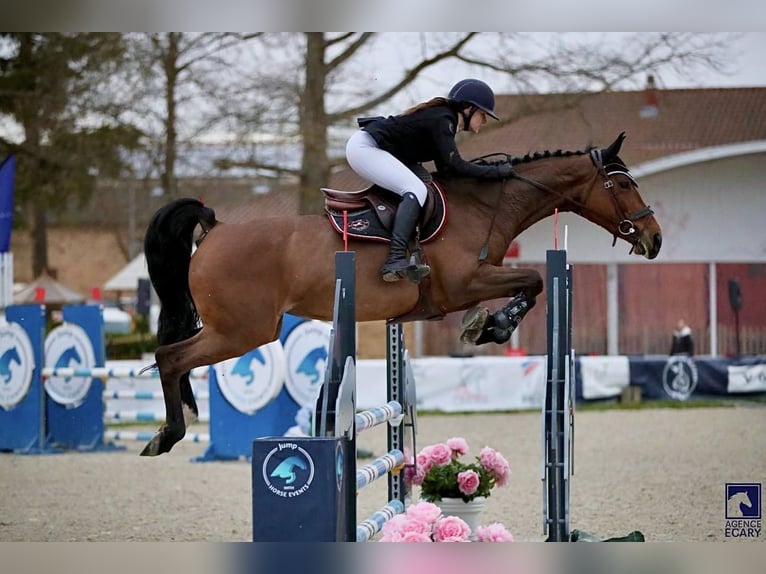 Belgian Sport Horse Mare 9 years 16,1 hh Bay in La Terrasse