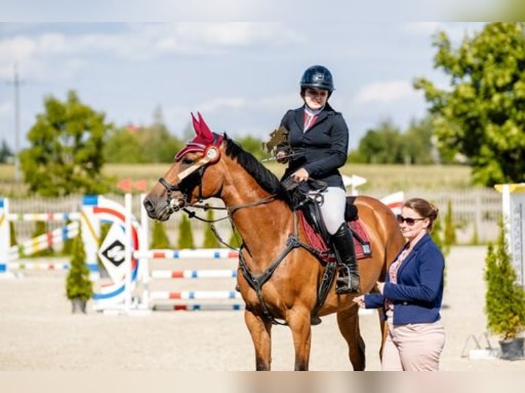 Belgian Sport Horse Mare 9 years 16,1 hh Brown in Bielsko- Bia&#x142;a