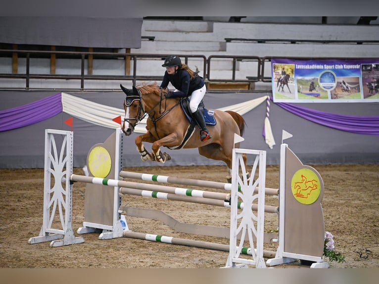 Belgian Sport Horse Mare 9 years 16,1 hh Chestnut in &#x160;TORE
