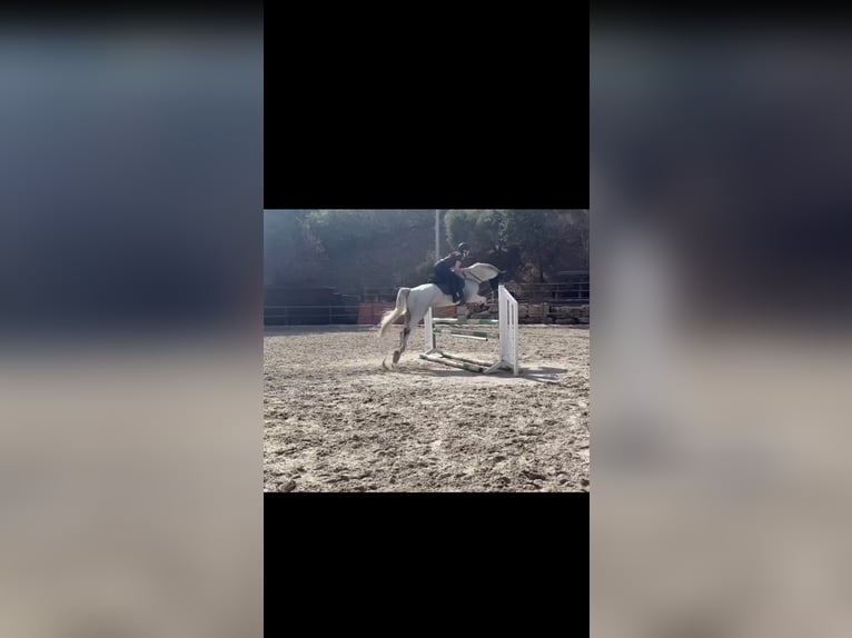 Belgian Sport Horse Mare 9 years 16,1 hh Grey in Marbella