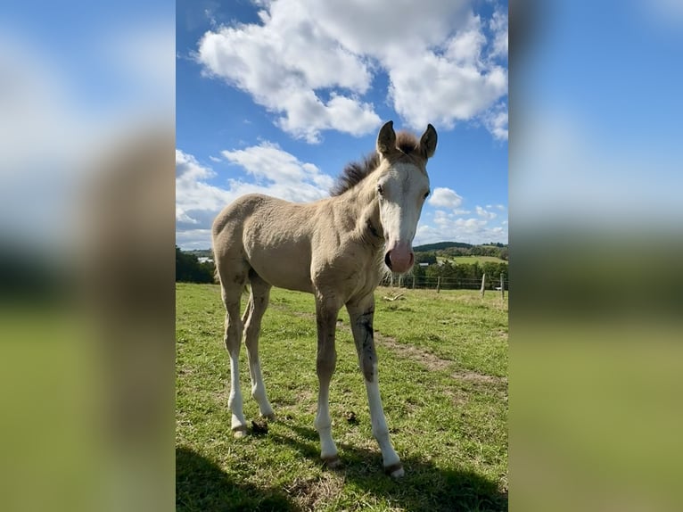 Belgian Sport Horse Mix Mare Foal (07/2026) 15.1 hh Grullo in Bastogne
