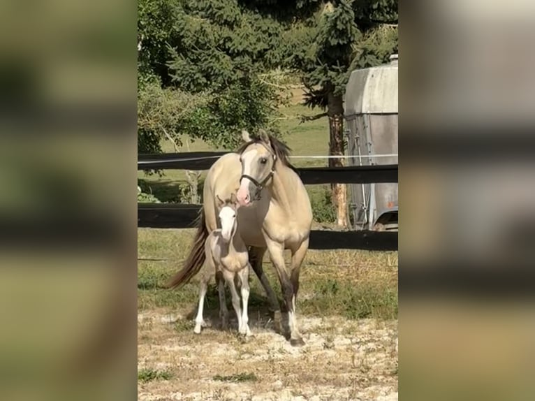 Belgian Sport Horse Mix Mare Foal (07/2026) 15.1 hh Grullo in Bastogne