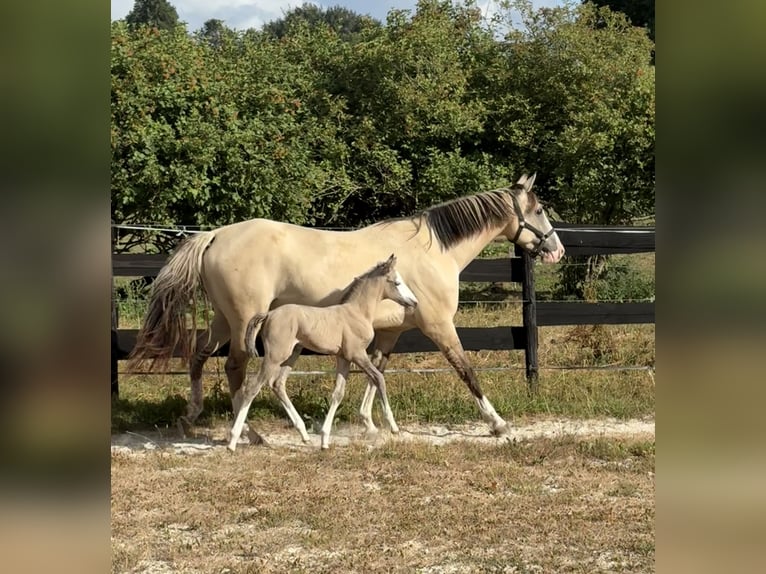 Belgian Sport Horse Mix Mare Foal (07/2026) 15.1 hh Grullo in Bastogne