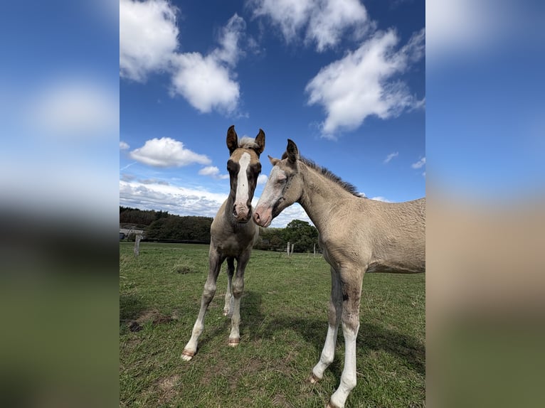 Belgian Sport Horse Mix Mare Foal (07/2026) 15.1 hh Grullo in Bastogne
