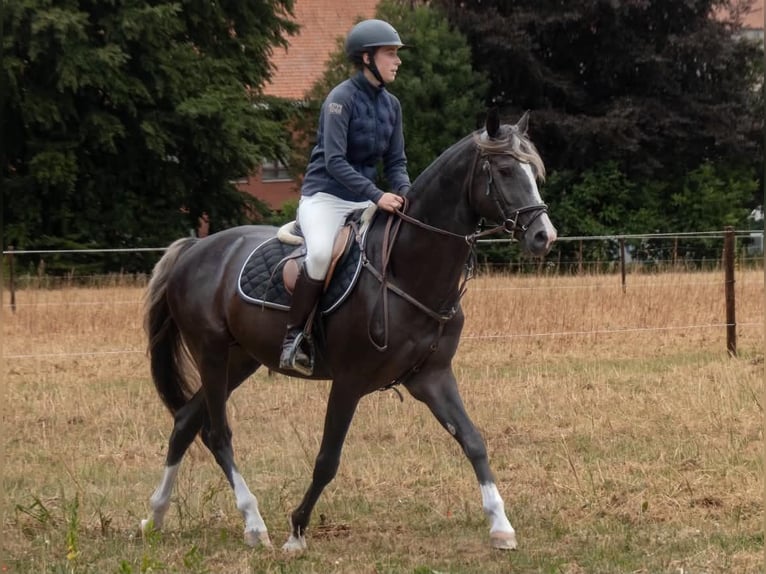 Belgian Sport Horse Mix Mare Foal (07/2026) 15.1 hh Grullo in Bastogne