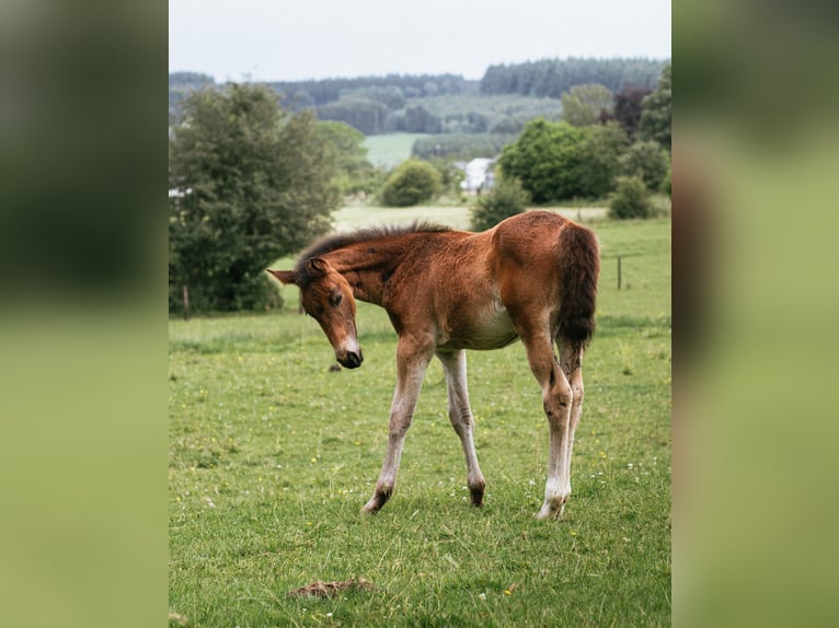 Belgian Sport Horse Mare Foal (04/2024) 16,2 hh Bay-Dark in Nassogne