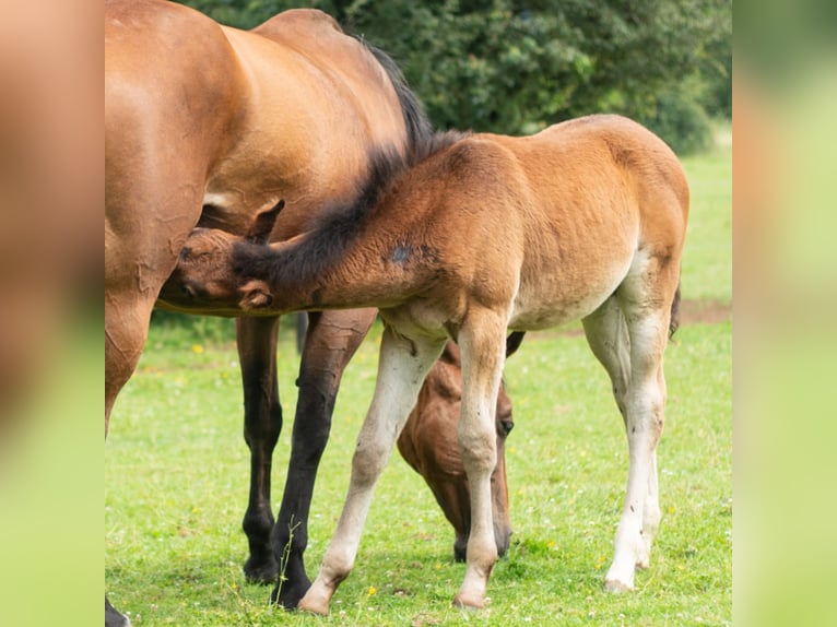 Belgian Sport Horse Mare Foal (04/2024) 16,2 hh Bay-Dark in Nassogne