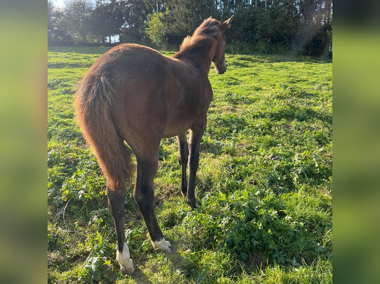 Belgian Sport Horse Mare Foal (04/2024) 16,2 hh Bay-Dark in Nassogne