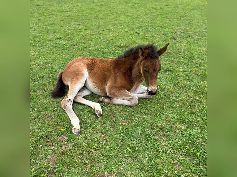 Belgian Sport Horse Mare Foal (04/2024) 16,2 hh Bay-Dark in Nassogne