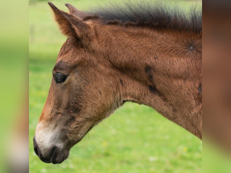 Belgian Sport Horse Mare Foal (04/2024) 16,2 hh Bay-Dark in Nassogne