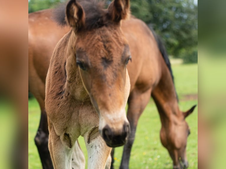 Belgian Sport Horse Mare Foal (04/2024) 16,2 hh Bay-Dark in Nassogne