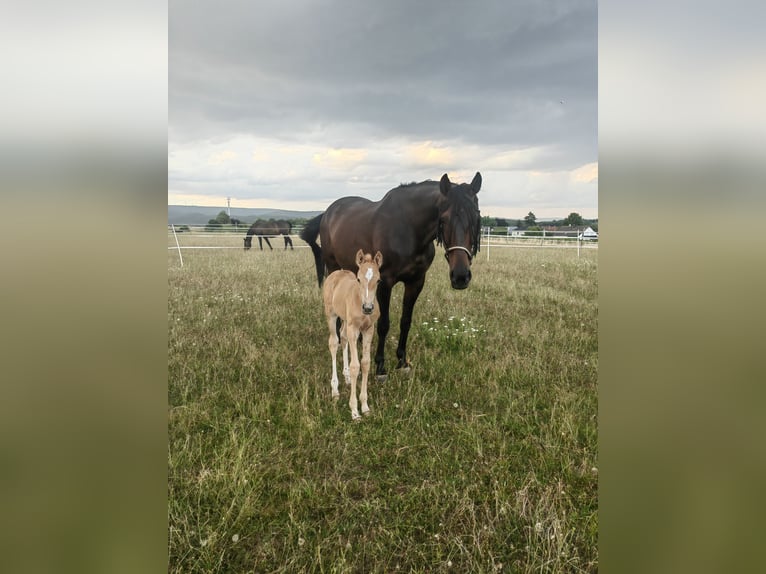 Belgian Sport Horse Mare Foal (07/2025) 16,1 hh Palomino in Trier