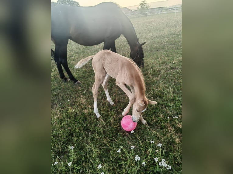 Belgian Sport Horse Mare Foal (07/2025) 16,1 hh Palomino in Weiskirchen