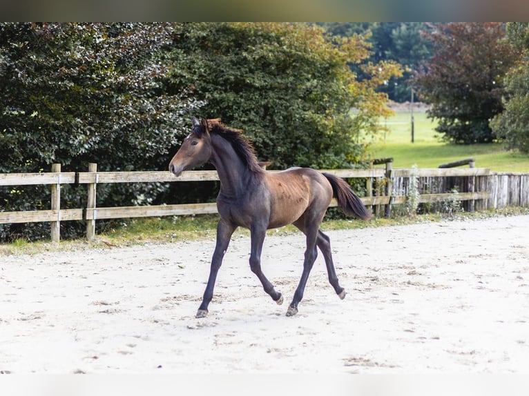 Belgian Sport Horse Mare Foal (03/2024) Can be white in Vielsalm