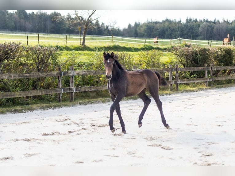 Belgian Sport Horse Mare Foal (03/2024) Can be white in Vielsalm