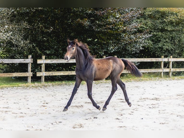 Belgian Sport Horse Mare Foal (03/2024) Can be white in Vielsalm