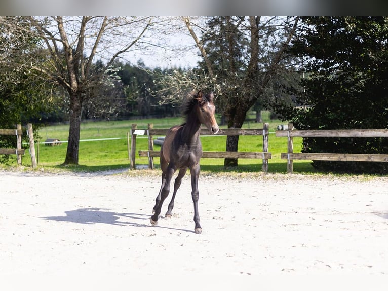 Belgian Sport Horse Mare Foal (03/2024) Can be white in Vielsalm